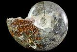 Bargain, Wide Polished Cleoniceras Ammonite - Madagascar #74884-1